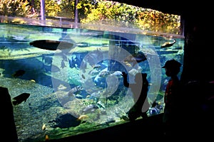 Manatee Exhibit photo