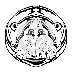 Manatee face vector illustration in hand drawn design style