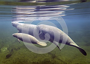 Manatee Family Cruise Blue Springs Park photo