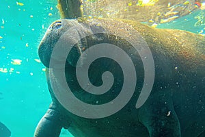 Manatee feeding close up