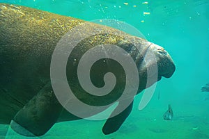 Manatee feeding close up