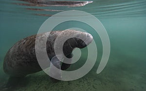 A Manatee in Florida