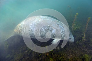 Manatee Foraging - Kings Bay