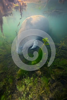 Manatee Foraging - Shallow Water