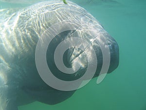 Manatee
