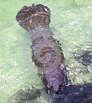 Manatee frontal view