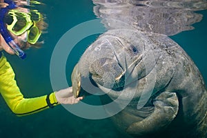 manatee greeting