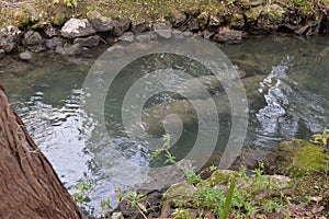 Manatee mom and baby swimming through a channel from Three Sisters Spring, Florida