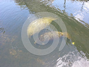 Manatee momma and baby in canal