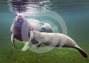 Manatee Mother Nursing Baby photo