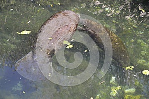 Manatee Mother Swimming with Calf