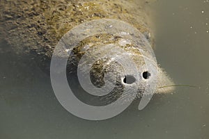 Manatee with nose just above the surface, Merritt Island, Florid