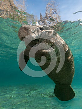 Resting Manatee photo