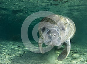 Manatee Portrait photo