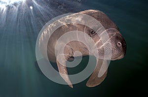 Manatee Portrait in Fresh Water Spring