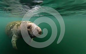 Manatee reflected under water`s surface