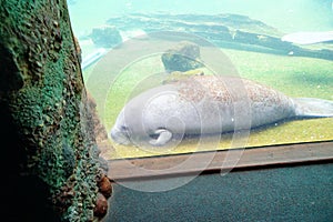 Manatee is resting