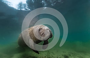 Manatee resting near bottom of Crystal River Spring in Florida