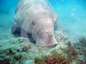 Manatee's lunch