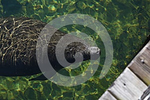 Manatee sea cow of Florida