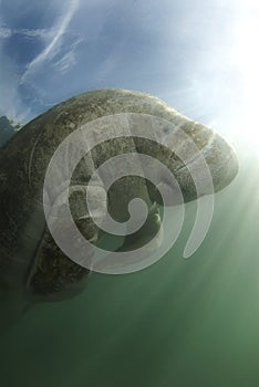 Manatee and Sky