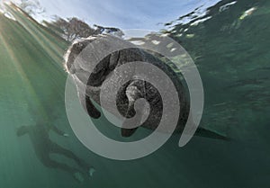 Manatee and Snorkeler photo