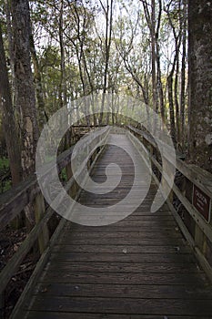 Manatee Springs State Park in Florida