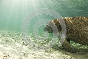 Manatee with Sunrays