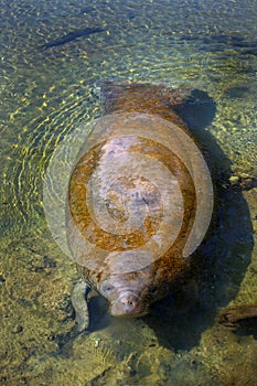 Manatee Surfacing - Homosassa Springs