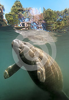 Manatee surfacing in tropical Florida fresh water spring