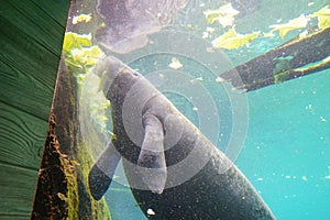 Manatee is swimming