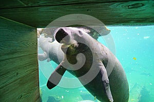 Manatee is swimming