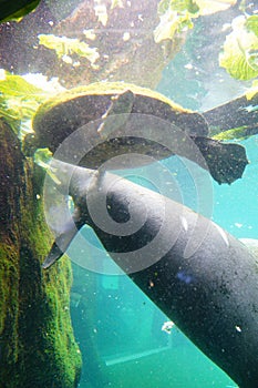 Manatee is swimming