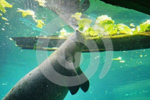 Manatee is swimming