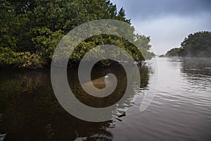 Manatee Trichechus manatus swims in a misty riverway in Fort Myers