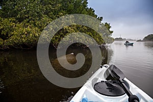 Manatee Trichechus manatus swims in a misty riverway in Fort Myers