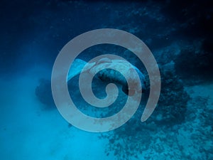 Manatee underwater in Caribbean Sea - Caye Caulker, Belize