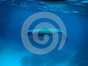 Manatee underwater in Caribbean Sea - Caye Caulker, Belize photo