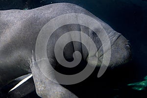 Manatee underwater close up