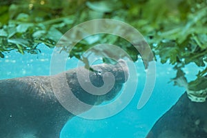 Manatee underwater eating food