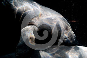 Manatee underwater isolated on black