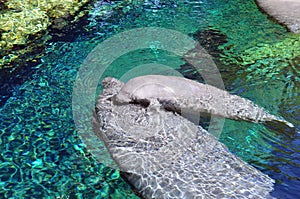 Manatees