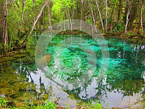 Manatees in cold water springs