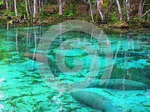 Manatees in cold water springs photo