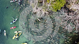 Manatees at Crystal River, Florida 2021 photo