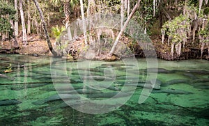 Manatees gather at Blue Springs State Park photo