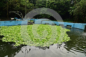 Manatees Rescue Program by The Instituto Nacional de Pesquisa da Amazonia INPA in Bosque da Ciencia, Manaus, Brasil