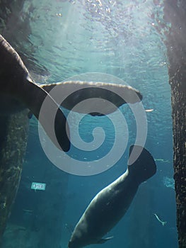 Manatees