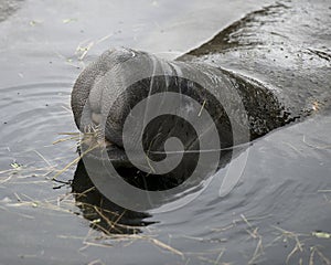 Manatees Stock Photos.   Manatees head close-up profile view