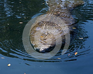 Manatees Stock Photos.   Manatees head close-up profile view.  Manatee enjoying the warm outflow of water from Florida river.